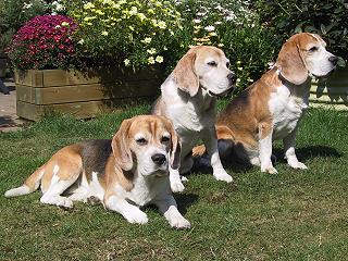 Beagles beim Sonnenbad